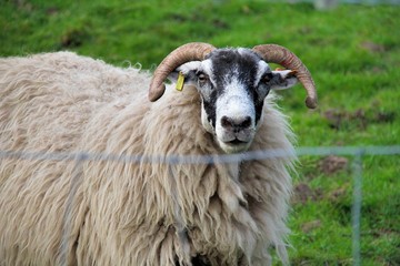 A sheep with backgroud of a farm in Scotland