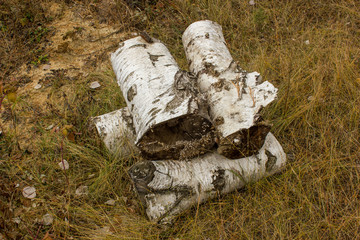 Obraz premium stack of birch logs 