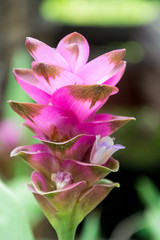 Fototapeta na wymiar Pink Siam Tulip