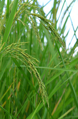 paddy rice