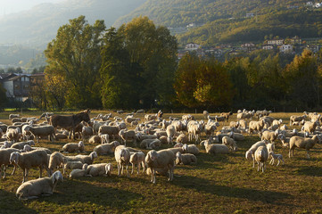 Obraz premium pecore