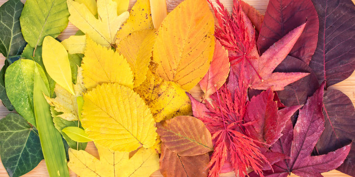Rainbow of colorful autumnal leaves, fall foliage, autumn and Thankgiving panorama header