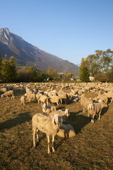 Obraz premium pecore