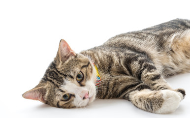 grey cat
