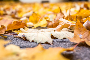 Autumn leaves in the street