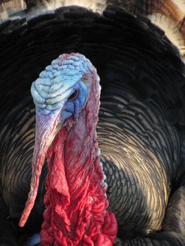 portrait of angry turkey male with big lobes