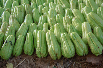 green chayote