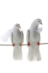 Wedding doves