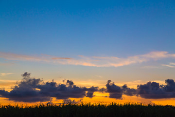 夕暮れのサトウキビ畑