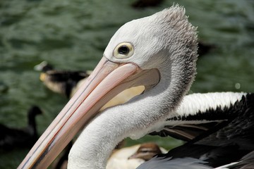Pelicans are a genus of large water birds that makes up the family Pelecanidae