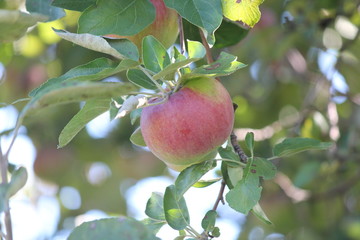 Apples on the branches of an apple tree ready for picking 