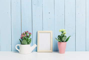 House plants, succulents