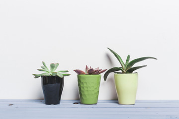 House plants, succulents