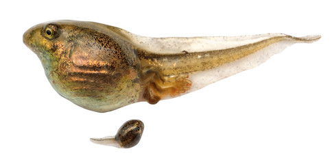 Fototapeta premium two tadpoles of frogs close up isolated