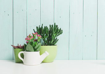 House plants, succulents