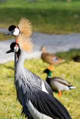 Bahrain, birds in the  Al Areen Wildlife Park, in the outskirts of Manama