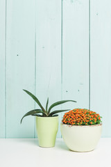 House plants, succulents