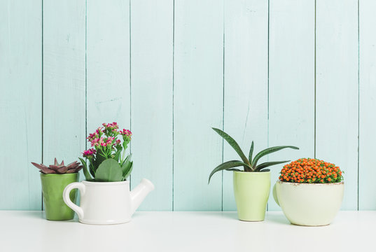 House plants, succulents