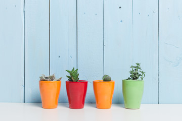 House plants, succulents