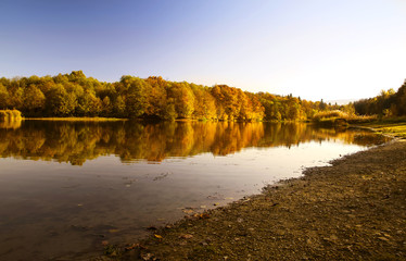 Autumn forest  on the shore  river