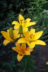 Yellow lilly flower