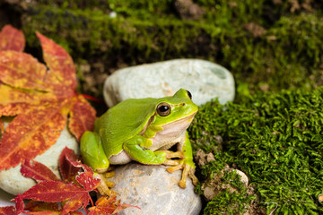 European green tree frog lurking for prey in natural environment