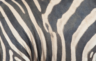 Zebra skin texture background