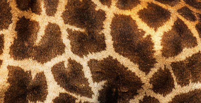 Giraffa skin background