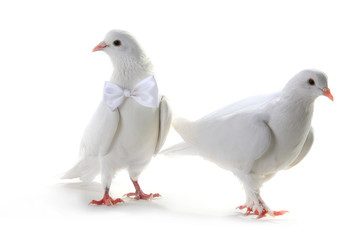 Wedding doves
