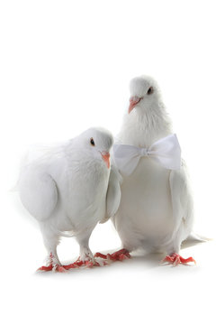 Wedding doves