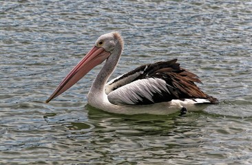 Fototapeta na wymiar A white Australian pelican wandering in a lake. Taken in Mandurah, Australia