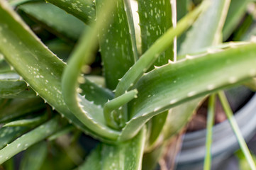 Aloe vera plant