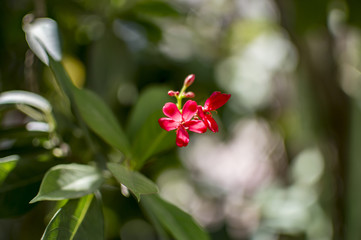 Obraz premium Flower heads on the tree