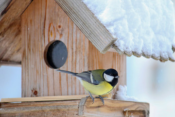 Naklejka premium The Great tit bird (Parus major, Kohlmeise) on the wooden bird feeder with snow covering its roof during the Winter in Europe