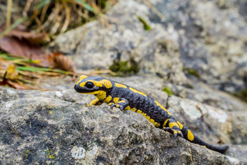 Feuersalamander