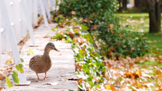 pato salvaje / subido en muro, junto a valla, oto&ntilde;o