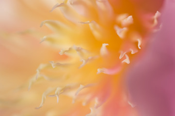 Abstract background flower petals closeup