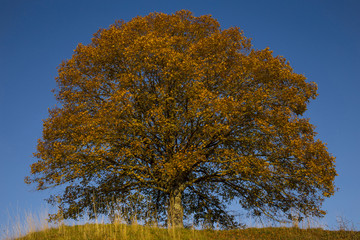Fototapeta premium autumn tree with blue sky