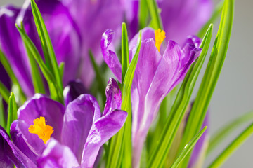 First spring flowers - bouquet of purple crocuses