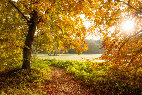 Fototapeta Forest in Autumn
