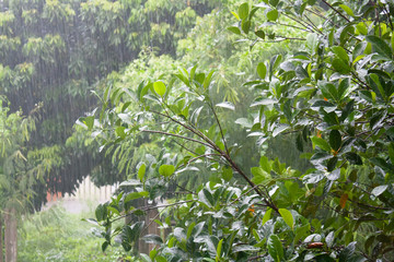 Heavy raining in the tropical forest