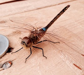 libellula