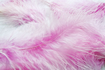 Soft feathers background