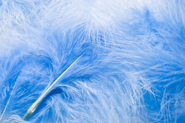 Fototapeta na wymiar Soft feathers background