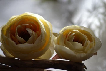 Papier peint photo Pivoines composition de pivoines  © annesodurand