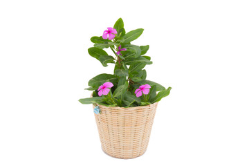 Fototapeta na wymiar Pink flower with green leaf