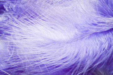 Soft feathers background