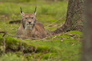 Lynx/lynx