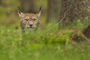Lynx/lynx