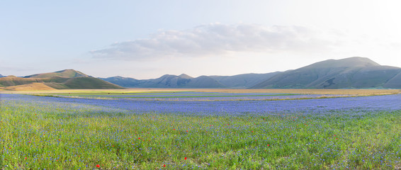 Fiordalisi a Castelluccio di Norcia (PG)